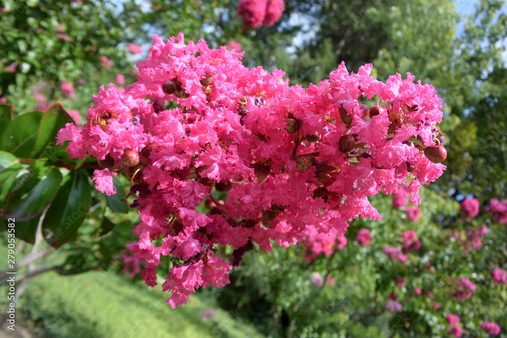 Beautiful places of the Nikitsky Botanical Garden Beautiful places of the Nikitsky Botanical Garden
