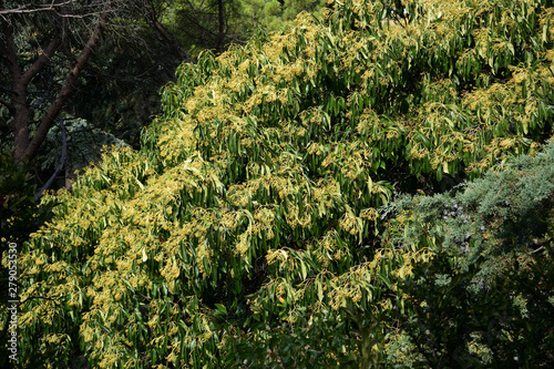 Beautiful places of the Nikitsky Botanical Garden