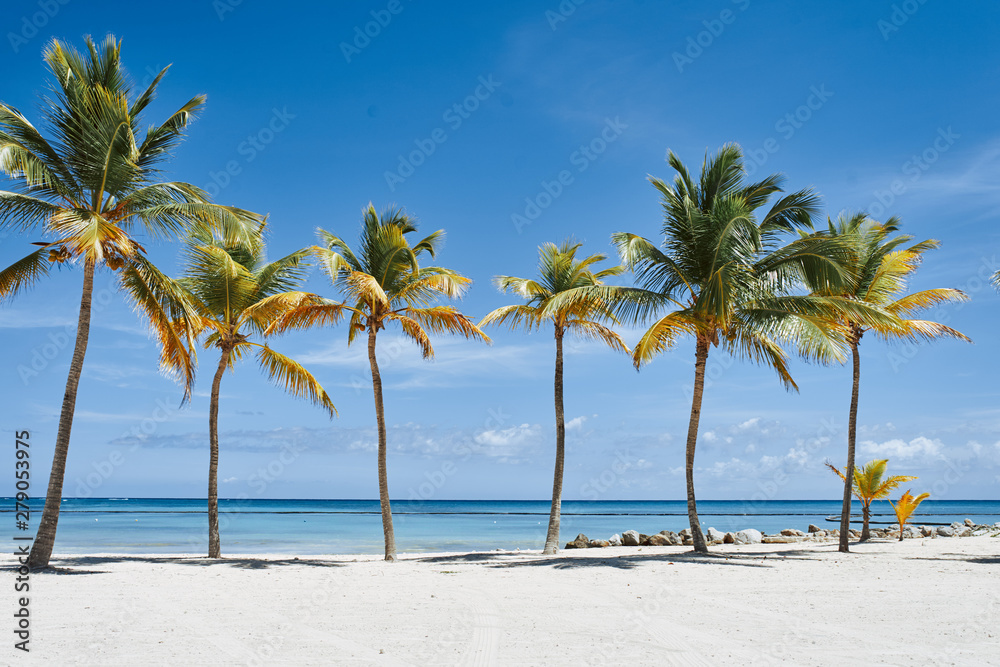 Fototapeta premium tropical beach with palm trees