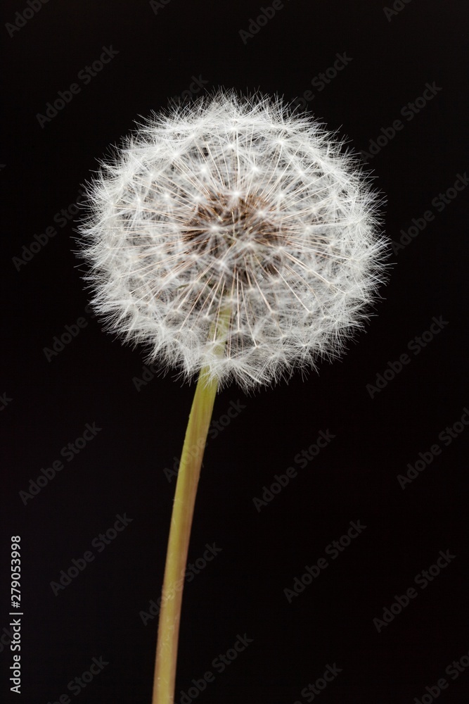 dandelion seed head