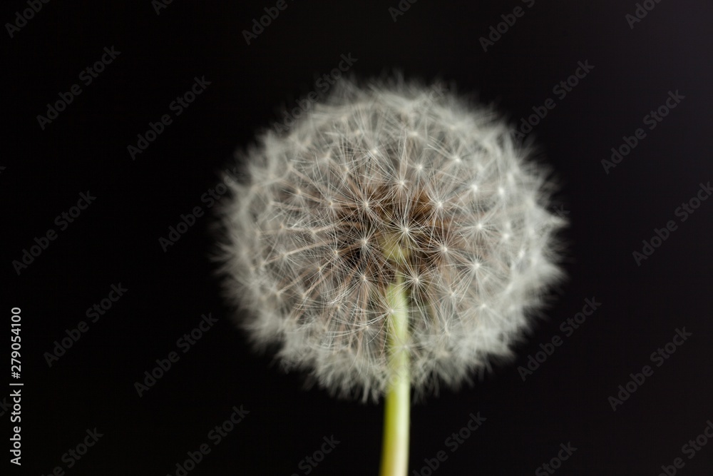 dandelion seed head dandelion seed head