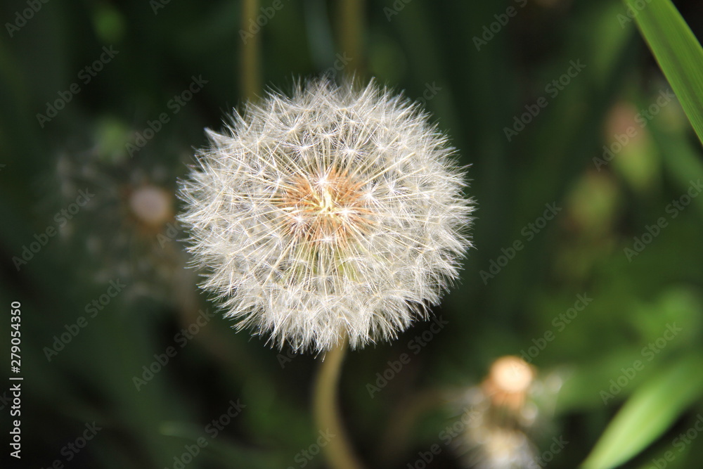 Obraz premium タンポポの綿毛(宮城県)