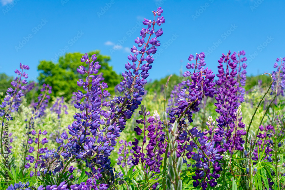 Obraz premium Lupins