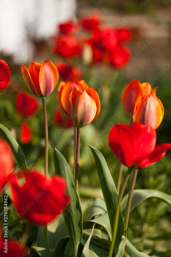 bunch of tulips in a garden
