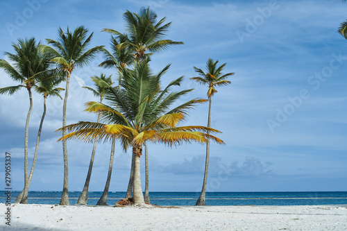palm tree on the beach © SHOTPRIME STUDIO
