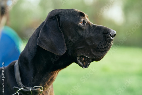 portrait of a dog