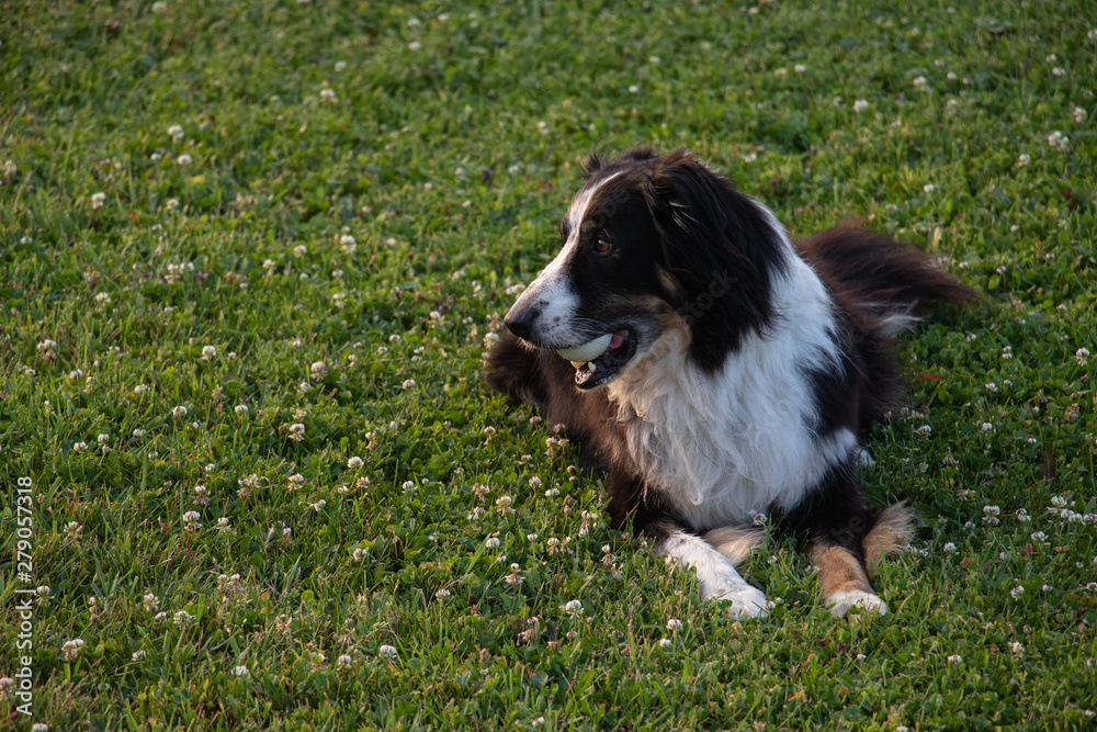 australian shepherd collie mix in the grass in the late day sunlight