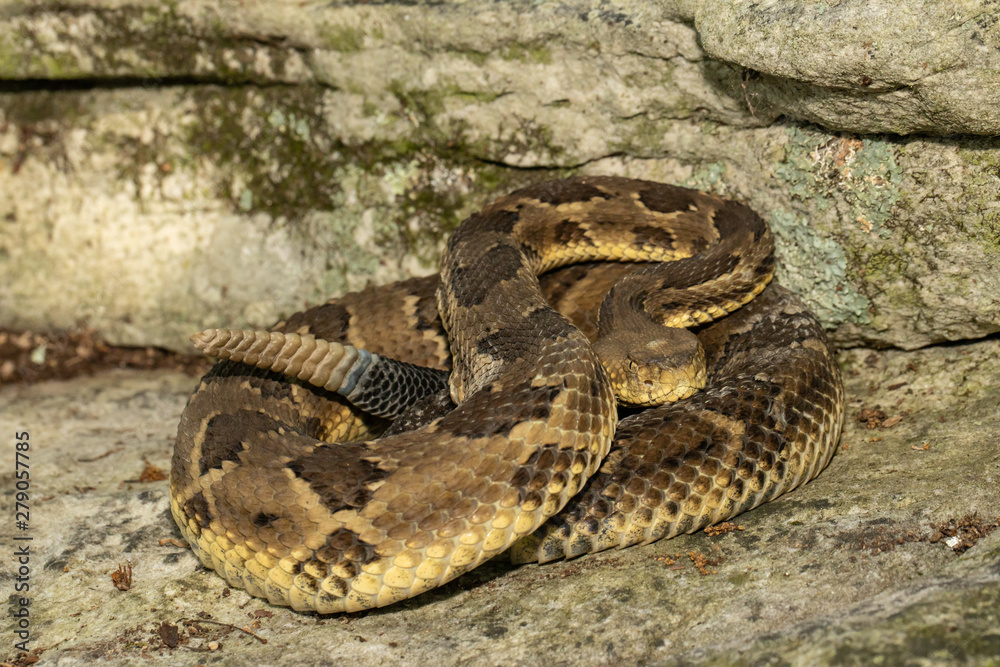 Yellow-phase timber rattlesnake - Crotalus horridus Yellow-phase timber rattlesnake - Crotalus horridus