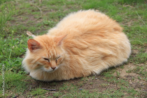 手足と尻尾が行方不明の野良猫(広島県)