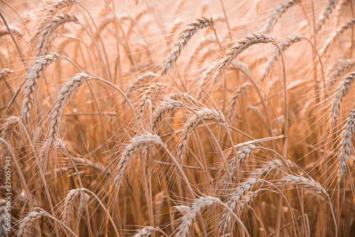 Ripe wheat in a field