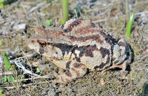 Toad (Bufo gargarizans) 46