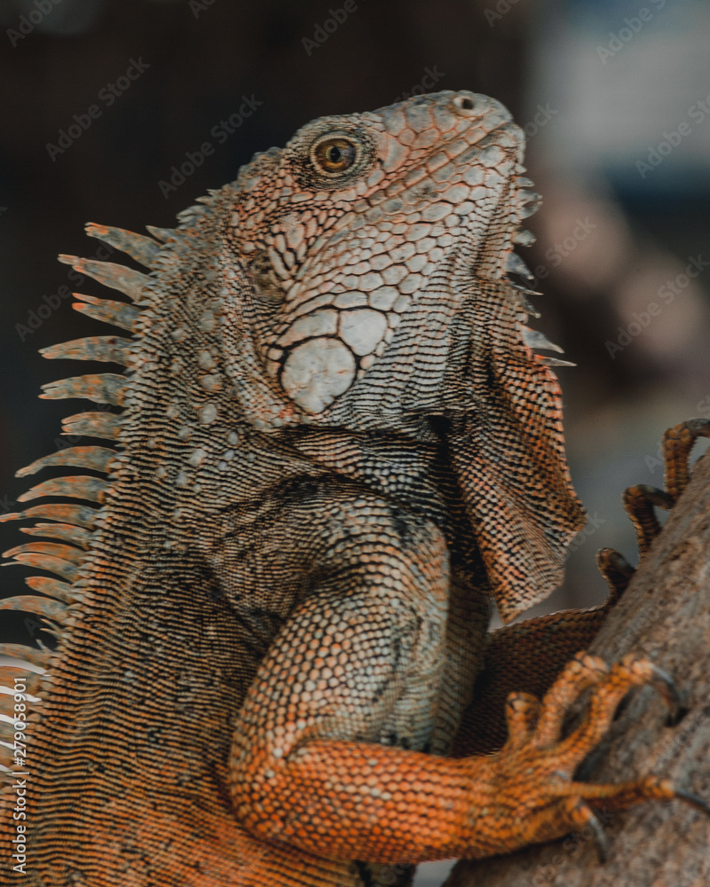 Obraz premium Iguana