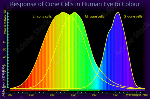 Response of the Cone Cells in the Human Eye to Colour