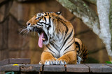 Tiger showing its tongue in disgust