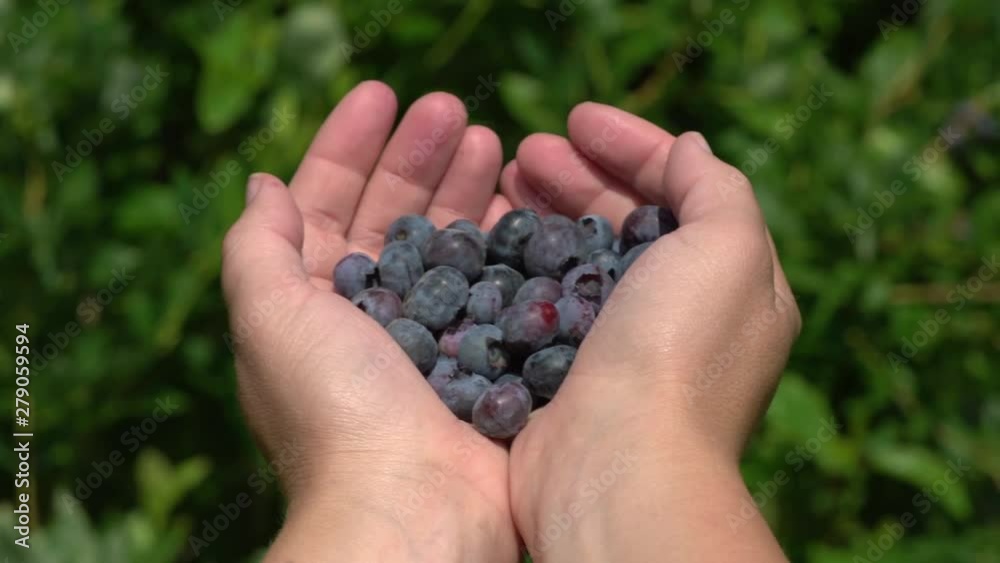 Womans Hands Full of Fresh Picked Organic Blueberries at Farmers Market Womans Hands Full of Fresh Picked Organic Blueberries at Farmers Market