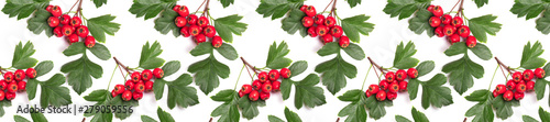 Panorama berry red whitethorn on a branch with green leaves