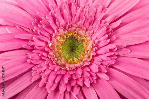 Pink Gerbera Daisy