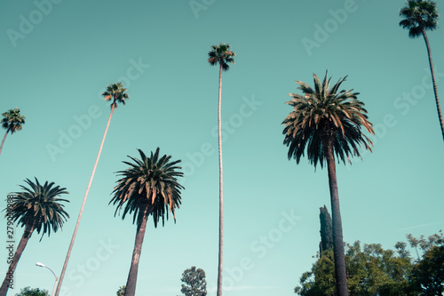 California Palm Trees © Megan