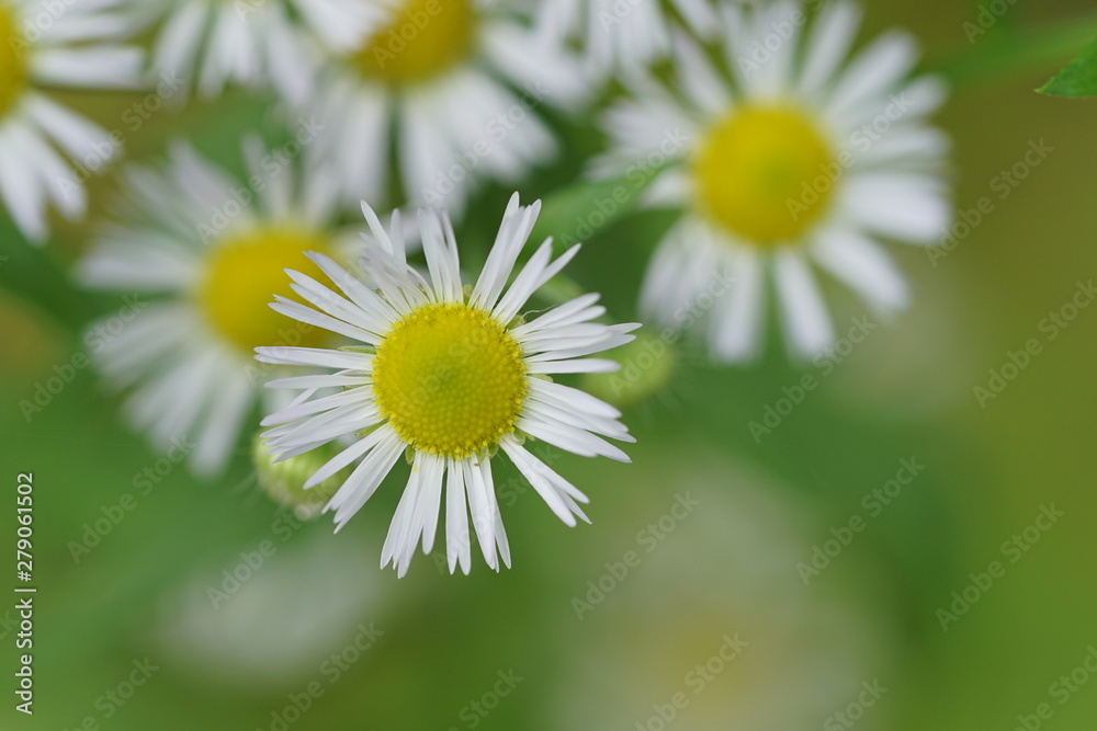 Obraz premium ヒメジョオンのアップ(1)