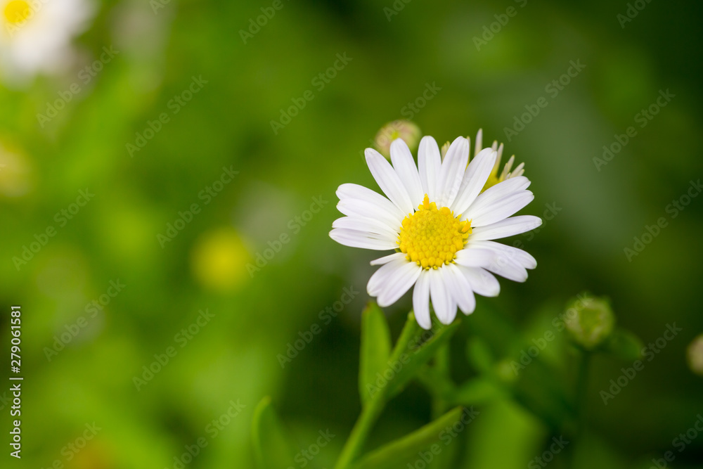 Little white daisy flower with green bokeh Little white daisy flower with green bokeh