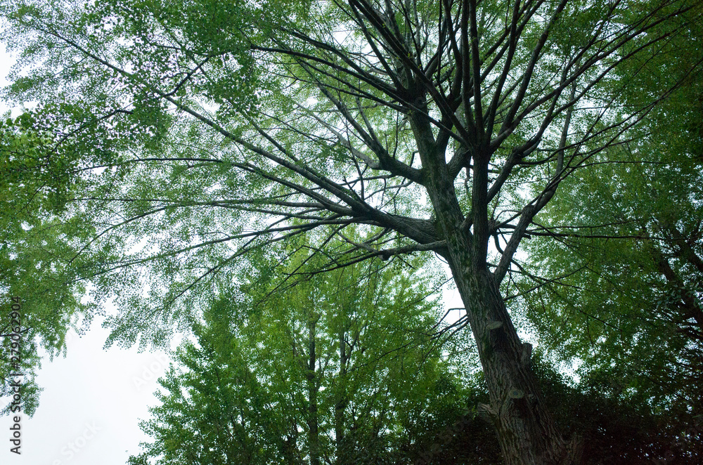 Fototapeta premium In tokyo