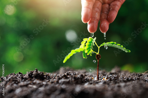 Close up Farmer Hand watering young baby plants (tamarind tree).