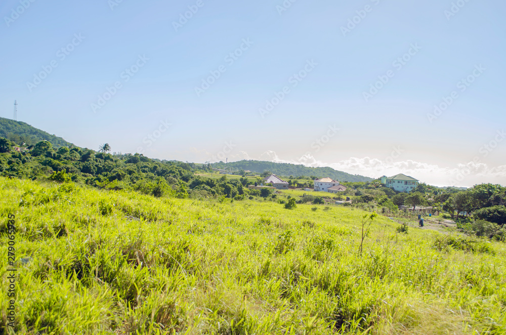 Landscape Of Guinea Grass Landscape Of Guinea Grass
