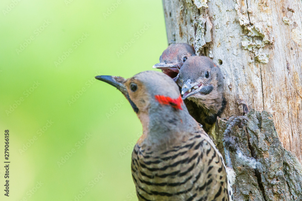 Male northern flicker (Colaptes auratus) at nest Male northern flicker (Colaptes auratus) at nest