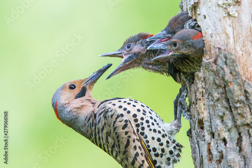  Male northern flicker (Colaptes auratus) at nest
