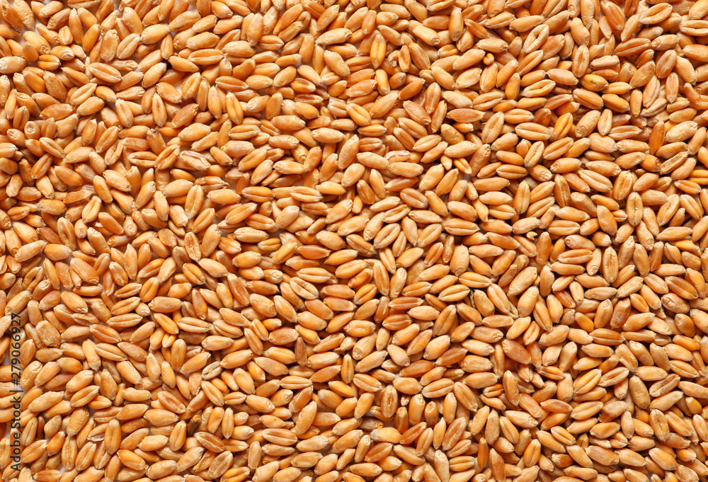 Heap of wheat grains as background Heap of wheat grains as background