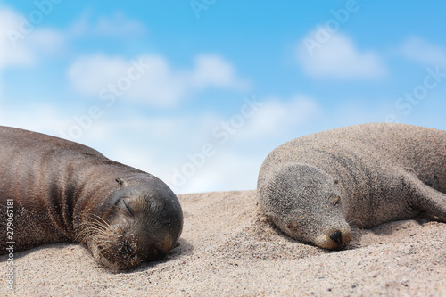 Galapagos Sea Lion pups lying sleeping in sand lying on beach Galapagos Islands. Animals and wildlife nature on Galapagos, Ecuador, South America. Cute animals.