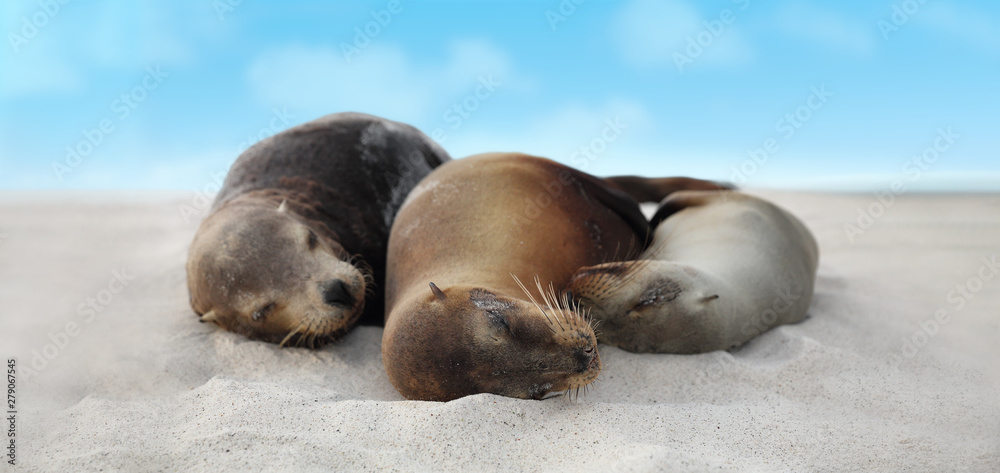 Fototapeta premium Sea Lion Family in sand lying on beach on Galapagos Islands - Cute adorable Animals. Animal and wildlife nature on Galapagos, Ecuador, South America.
