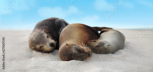 Sea Lion Family in sand lying on beach on Galapagos Islands - Cute adorable Animals. Animal and wildlife nature on Galapagos, Ecuador, South America.