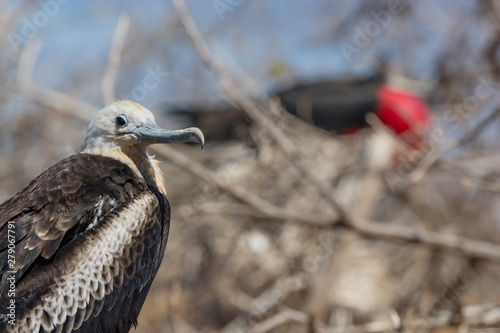 Frigatebird on Galapagos islands. Female Magnificent Frigate-bird on North Seymour Island, Galapagos Islands. Male frigate bird with inflated red neck gular pouch (thoat sac) in background photo