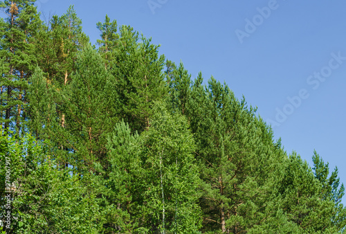 view of green forest and blue sky © DmitryDolgikh