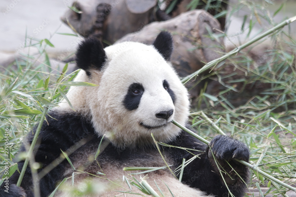 Naklejka premium Fluffy Round Face Female Panda name Miao Miao, Chengdu, China