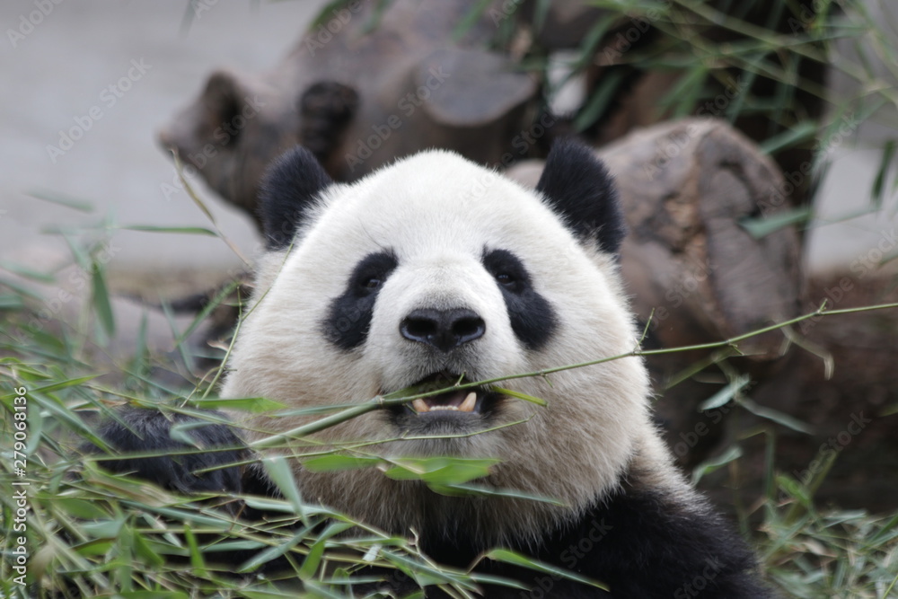 Fototapeta premium Fluffy Round Face Female Panda name Miao Miao, Chengdu, China