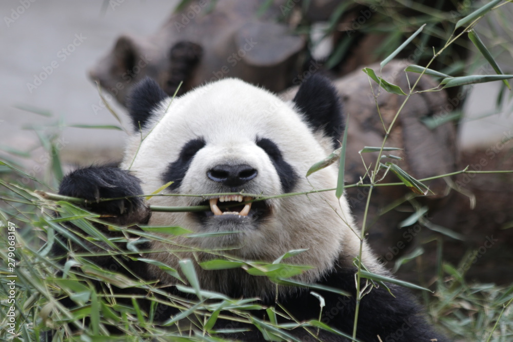 Fototapeta premium Fluffy Round Face Female Panda name Miao Miao, Chengdu, China