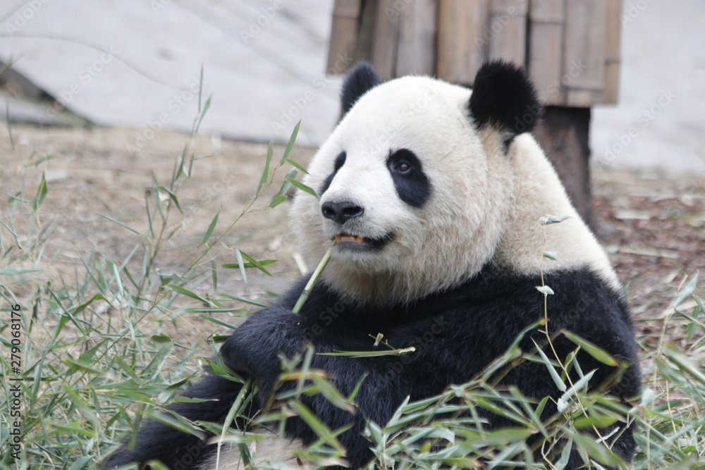 Fototapeta premium Fluffy Round Face Female Panda name Miao Miao, Chengdu, China