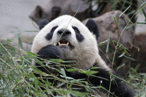 Fototapeta Naklejka Na Ścianę i Meble -  Fluffy Round Face Female Panda name Miao Miao, Chengdu, China