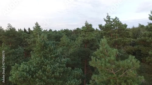 Flying over Stockhill Wood in the evening. Somerset, UK. photo