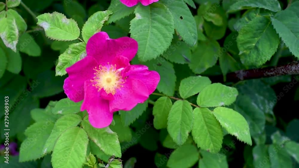 Pink rosehip flowers in the garden on the background of green foliage Rosehip flowers swaying in the wind on branches with green leaves Pink rosehip flowers in the garden on the background of green foliage Rosehip flowers swaying in the wind on branches with green leaves