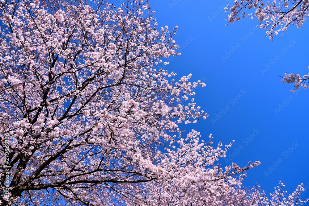 恩田川の桜 恩田川の桜