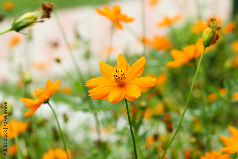 orange color flower in the garden