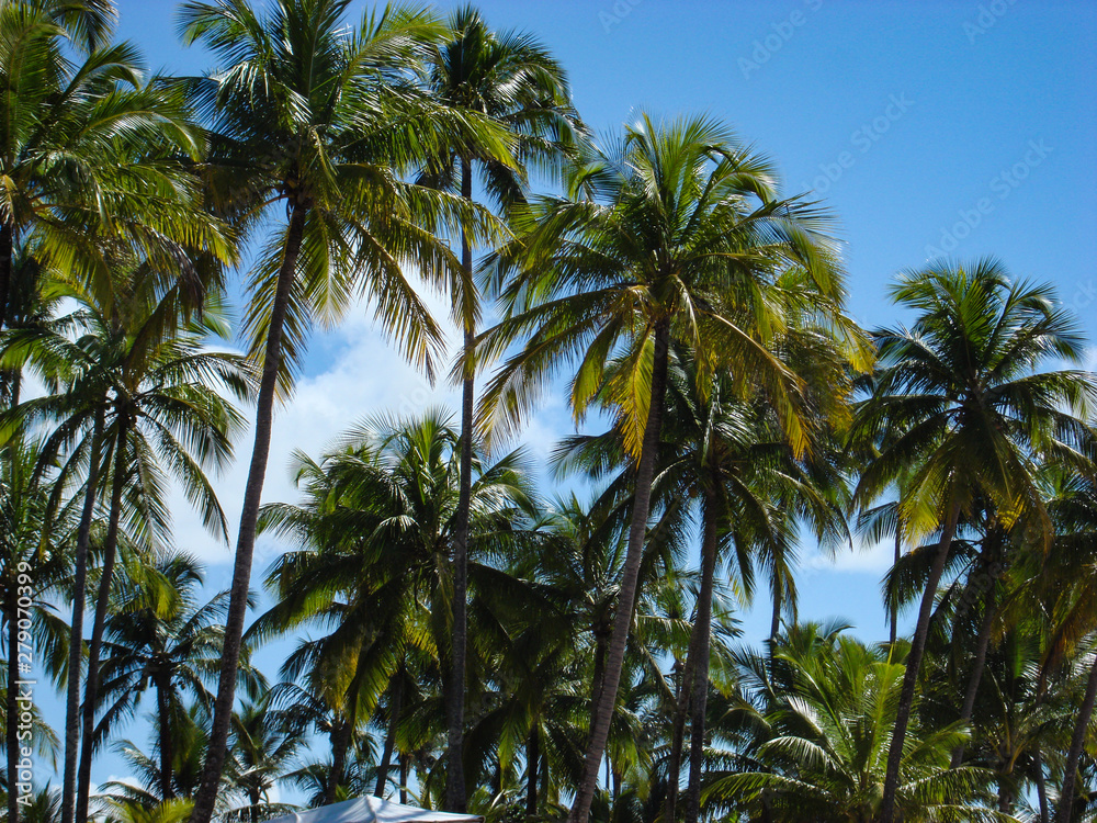 Fototapeta premium Palmeiras