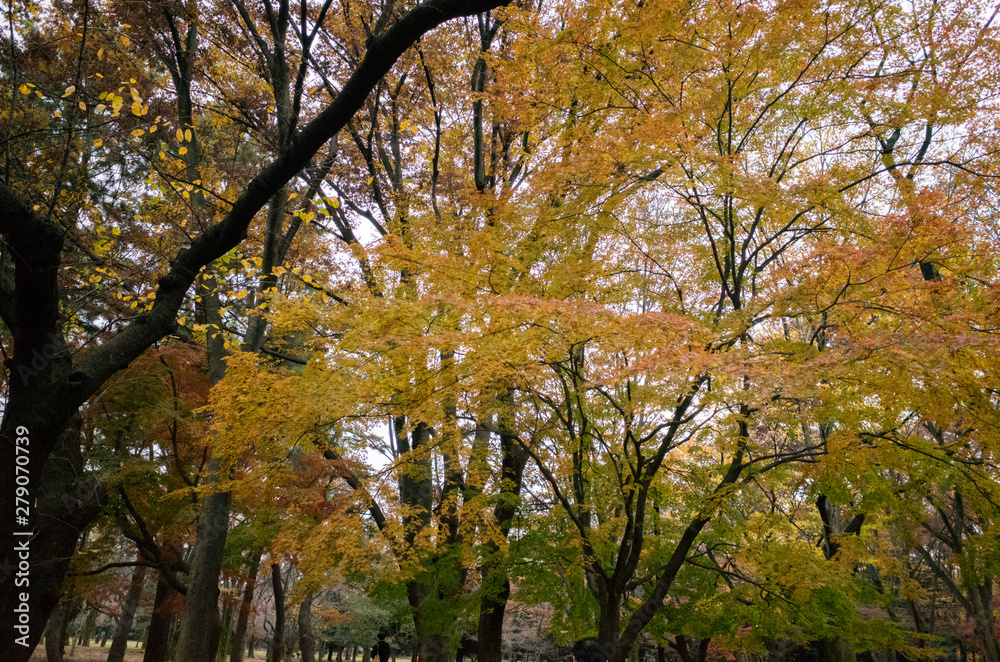 Fototapeta premium city