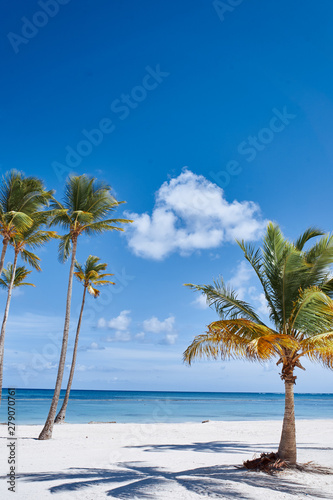 Fototapeta Naklejka Na Ścianę i Meble -  palm tree on the beach