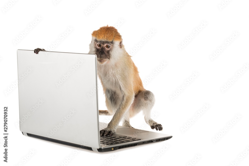 Monkey using a laptop computer stock photo adobe stock
