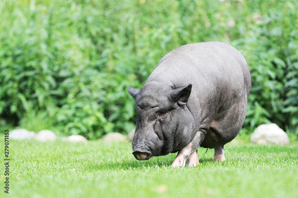 potbellied pig grazing on pasture potbellied pig grazing on pasture