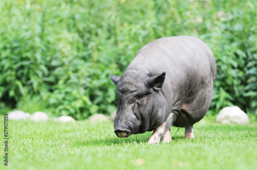 potbellied pig grazing on pasture